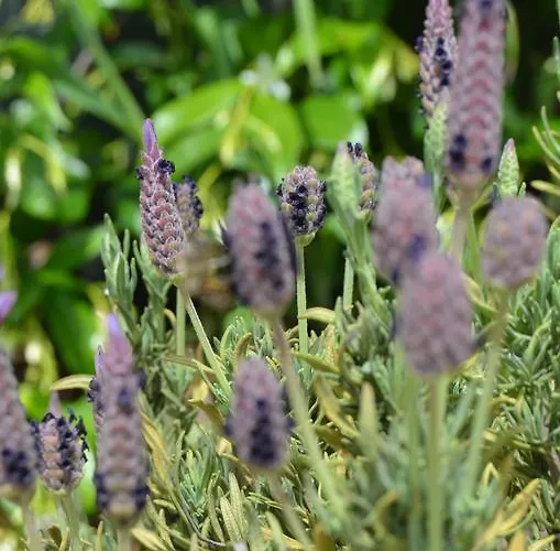 Semesterbostad De Paco *