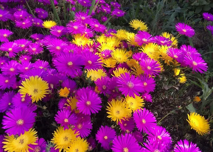 Semesterbostad De Paco Sever do Vouga